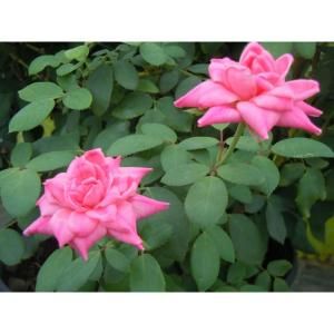 Mea Nursery EcoRose Pink Double Knock Out, Twin Pack 63005