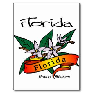 Florida State Flower Orange Blossom Post Cards