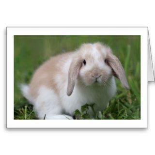 Cute Baby Holland Lop Rabbit   Baby Animals Greeting Card