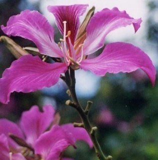 Orchideenbaum   rot   Bauhinia purpurea   Samen: Garten