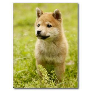 Shiba ken puppy post cards