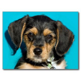 Cute Borkie Puppy Post Card