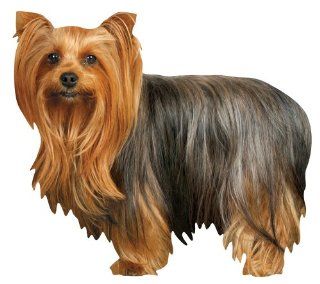 Paper House M 0416E 6 Pack Die Cut Refrigerator Magnet, Long Haired Yorkie  