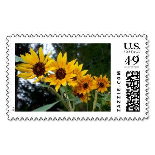 5 Yellow and Orange Sunflower Blossoms in a Row Postage