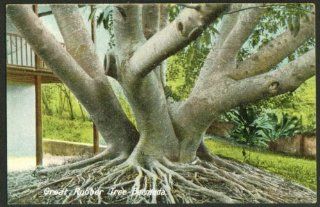 Great Rubber Tree at Bermuda postcard 191?: Entertainment Collectibles
