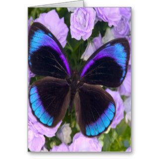 Black, Purple and Blue Butterfly Cards
