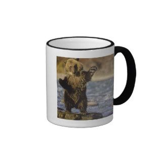 Alaska, USA, Grizzly Bear, Ursus arctos, cub Coffee Mugs