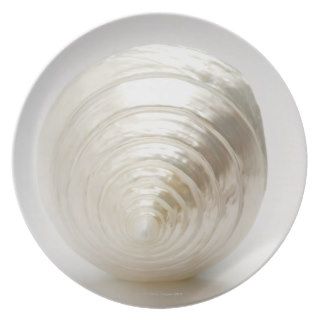 Single spiral seashell party plates