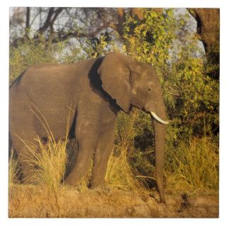 Africa, Zimbabwe, Victoria Falls National Park. Ceramic Tiles