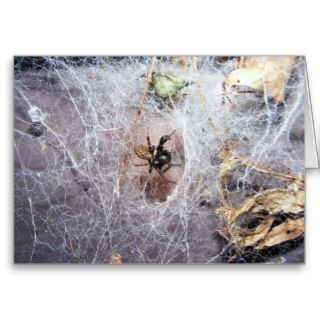 Australian Brown House Spider Card