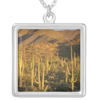 Saguaro cactus in Saguaro National Park near Custom Necklace