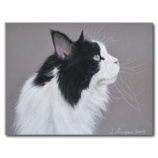 Black and White Maine Coon cat. Post Card
