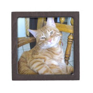 Found Feline Tabby Cat Happy Healthy Spoiled Premium Keepsake Box