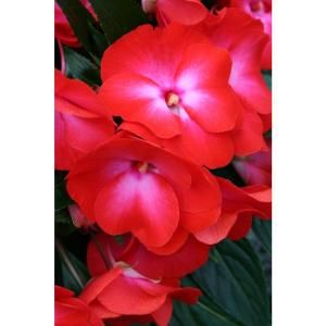 Proven Winners Infinity Electric Coral New Guinea Impatiens 4.25 in. Grande NGIPRW1177520