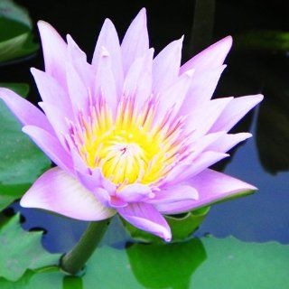 Purple Lotus Water Lily Pad Nymphaea Pond Flower Seeds!!! 10   Seed By Crazy Seed : Flowering Plants : Patio, Lawn & Garden