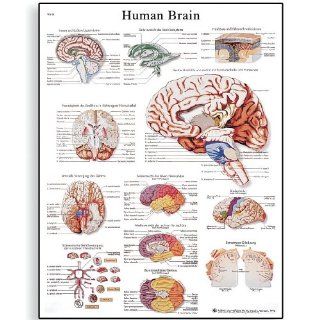 3B Scientific VR1615UU Glossy Paper Human Brain Anatomical Chart, Poster Size 20" Width x 26" Height: Industrial & Scientific