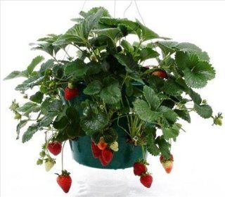 Strawberry Garden Hanging Basket Kit  Great Gift Idea  Grow Everbearing Strawberries Indoors / Outdoors All Year   No Seeds Includes 8 Dormant Straw Berry Plants  Patio, Lawn & Garden
