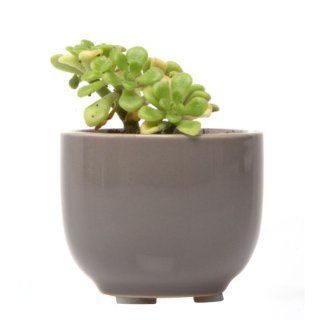 Chive   Succulent Cup, Ceramic Flower Vase, Air Plant and Succulent Holder, in Grey : Ceramic Plant Container : Patio, Lawn & Garden