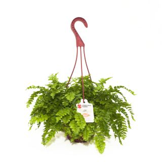 Exotic Angel Plants Fern Delilah in 1.45 Quart Hanging Basket