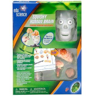 Edu Science Human Brain Model with Squishy Parts: Home Improvement