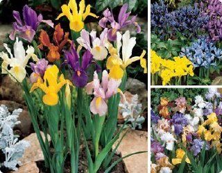 Item# 20132   (40 Bulbs) Three Seasons of Iris   Flower Garden     FALL PLANTING   SPRING FLOWERS    Flowering Bulbs Include Enjoy a parade of Iris Flowers from winter until summer. The Dwarf Rock Garden will bloom first, flowering Feb. through Mar. Follo