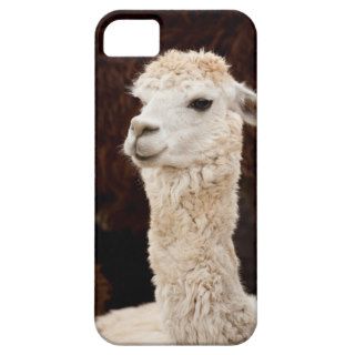 White Llama Picture for iPhone 5 Case