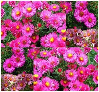 novae angliae Pink New England Aster Seeds butterfly roadside plants gardens   zone 3 9 (35000 Seeds   1/2 oz) : Flowering Plants : Patio, Lawn & Garden