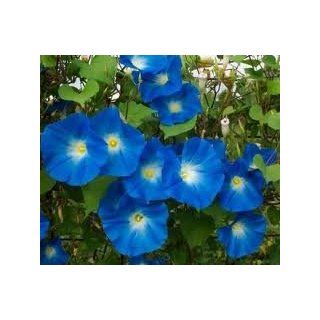 Todd's Seeds   Flower Seeds   Morning Glory, Heavenly Blue Seed, Sold by the Pound: Patio, Lawn & Garden