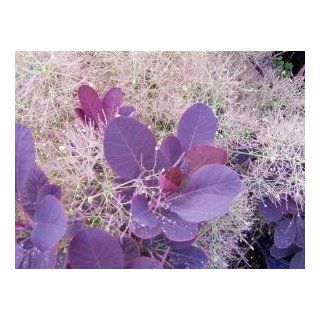 Roter Perckenstrauch als Stmmchen   Cotinus 'Royal Purple': Garten