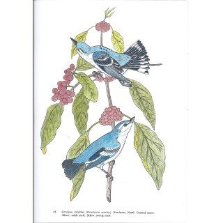 Audubon's Birds of America Coloring Book: John James Audubon, Coloring Books: 0800759230495: Books