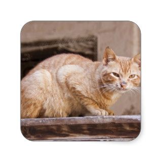 Stray cat in Fes medina, Morocco 2 Square Sticker