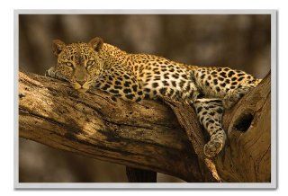 Leopard In Tree Poster Silver Framed & Satin Matt Laminated   96.5 x 66 cms (Approx 38 x 26 inches)   Prints