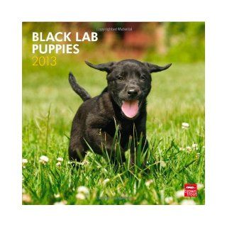 Labrador Retriever Puppies, Black 2013 Square (Multilingual Edition): BrownTrout Publishers: 9781421698311: Books