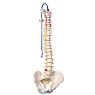 3B Scientific A58/1 Classic Flexible Spine Model, 29.1" Height: Industrial & Scientific