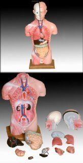 Torso, 45cm, 13 TEILIG, mit Organen, Anatomie Modell: Drogerie & Körperpflege