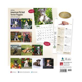 American Pit Bull Terrier Puppies 18 Month 2014 Calendar (Multilingual Edition): Browntrout Publishers: 9781465008947: Books