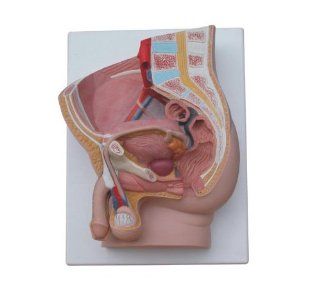 Om Anatomy Mannequin Series Male Pelvis 2 Pc Model (Xc331b) Made By Om Toys & Games