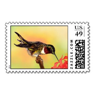 Hummingbird Postage Stamps