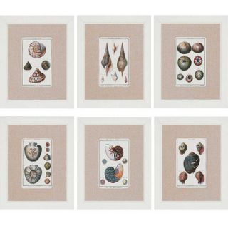 Paragon Sea Shells by Diderot 6 Piece Framed Painting Print Set (Set