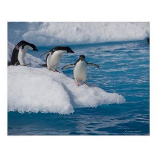 Adelie Penguins Jumping off Iceberg Posters