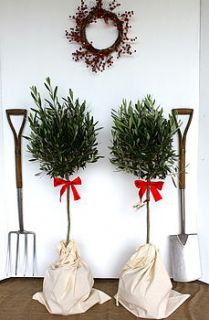 christmas gift wrapped olive trees by todd's botanics