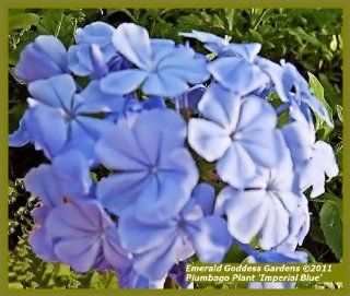 Blue Plumbago Live Plant Large 3 Gallon Size : Flowering Plants : Patio, Lawn & Garden