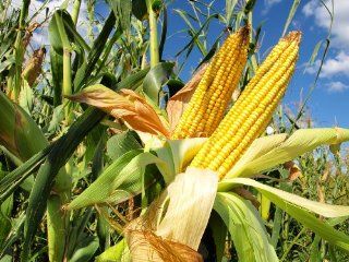 Precocious Hybrid   Corn Seeds : Corn Plants : Patio, Lawn & Garden