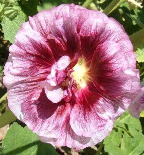No. 41 Blackcurrant Whirl 25 Hollyhock Plant Flower Seeds Plus Additional Package  Patio, Lawn & Garden