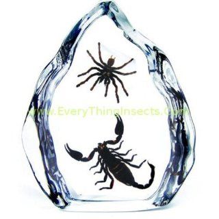 Scorpion vs Spider Acrylic Display: Industrial & Scientific