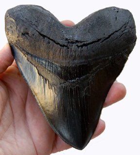Prehistoric Planet Store   Megalodon (Carcharodon megalodon) tooth, Black: Toys & Games