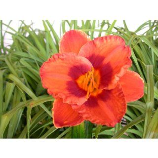 Mighty Chestnut   Daylily : Flowering Plants : Patio, Lawn & Garden