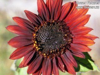 25 RED VELVET QUEEN SUNFLOWER Helianthus Annuus Flower Seeds : Flowering Plants : Patio, Lawn & Garden