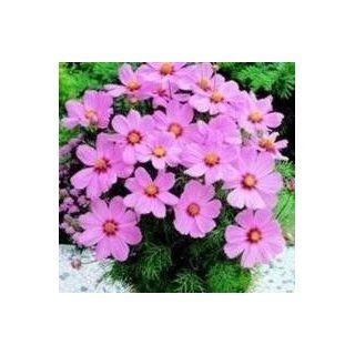 Nuts n' Cones Cosmos   Sonata Pink Blush   25 Seeds : Flowering Plants : Patio, Lawn & Garden