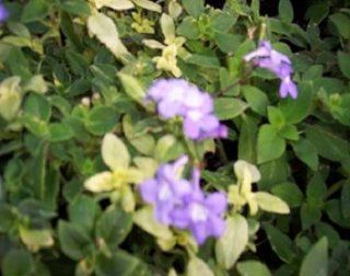 Streptocarpella Variegated Plant : Flowering Plants : Patio, Lawn & Garden